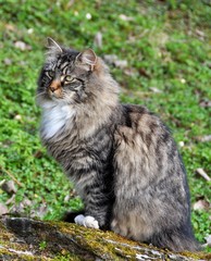 Naklejka na ściany i meble Norwegian forest cat sitting on a stone outdoor