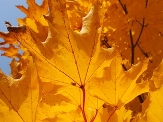 Fototapeta na wymiar Orange leuchtende Ahornblätter im Herbst