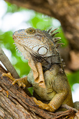 Iguana In The Wild