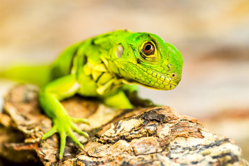 A detailed close up of a juvenile iguana in its natural habitat providing insights into the ecology and behavior of this reptile species valuable for herpetology research and wildlife photography
