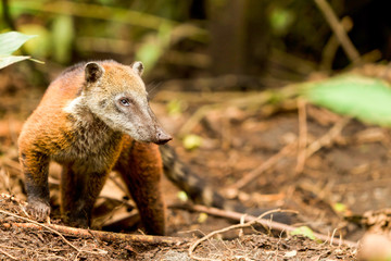 A procyon, a carnivorous animal native to Ecuador's Amazonia region, hunts for prey in the lush rainforest.