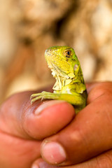 A detailed close up of a juvenile iguana showcasing its unique characteristics and biology relevant to herpetology and wildlife photography