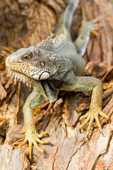 Discover the captivating sight of a magnificent,large female iguana thriving in her untouched natural habitat,a truly mesmerizing experience.