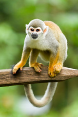 Amazon Affe Tier Affe kleine Saimiri seltene Brasilien Sciureus Erwachsene Saimiri Affen vor grünem unscharfen Hintergrund