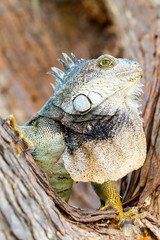 A stunning portrayal of a large male iguana flourishing in its natural habitat providing a vivid depiction of biodiversity and ecological harmony