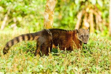 A raccoon in the Amazonia forest of Brazil, with its sharp teeth and cunning eyes, showcasing its carnivorous nature.