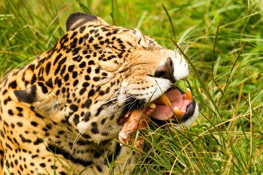 Observe a magnificent adult male jaguar devouring its prey in the lush Amazonian jungle,a breathtaking wildlife spectacle.