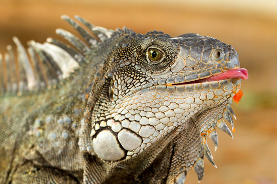 Close up headshot of a male iguana showcasing its extended tongue providing valuable insights into reptilian behavior and anatomy for academic study and wildlife photography