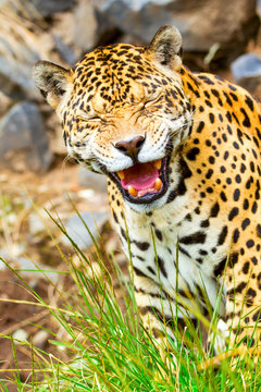 A funny jaguar face in Ecuadorian Amazonia, hunting with amusing expressions, showcasing the wild beauty of Ecuador's diverse animal kingdom.