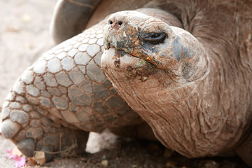 A giant Galapagos tortoise with dry, isolated surroundings. Its rough, scaly skin blends into the arid landscape perfectly.