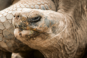 Galapagos giant tortoise,the largest living tortoise species,can weigh over 400kg and measure up to 1.8 meters,making it one of the longest lived vertebrates.