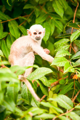 A cute baby white monkey exploring the lush Amazonian rainforest with its family, surrounded by vibrant greenery and other exotic animals.