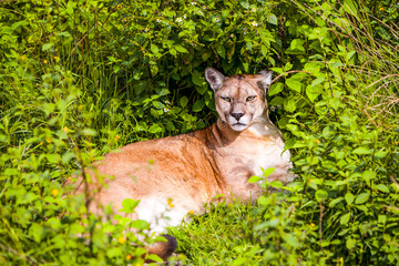 A sleek puma prowls through the lush forests of Chile and Ecuador, embodying the power and grace of this majestic wild cat in South America.