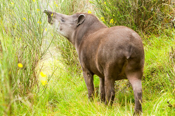Wild Female Mountain Tapir