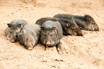 Discover the fascinating world of peccary,a medium sized mammal belonging to the Tayassuidae family,also known as New World pigs.