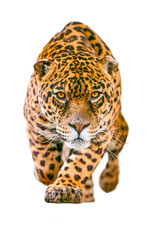 A white leopard with angry eyes and a fierce expression stalks its prey, ready to attack in the...