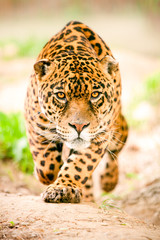 A ferocious jaguar in Ecuador stalking its prey with an angry expression on its face, ready to attack in the wild.