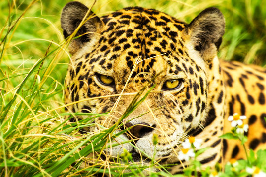 A fierce jaguar with piercing eyes stalks through the wild jungle, its ferocious face ready to pounce like a tiger.