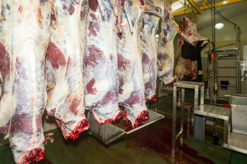 Discover a slaughterhouse's efficient process of suspending cattle carcasses on vertical rails for maximum productivity.