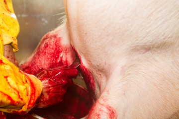 Experience a chilling and visceral sight as a butcher's hand delicately holds a freshly extracted pig heart,revealing the raw reality of the slaughterhouse process.