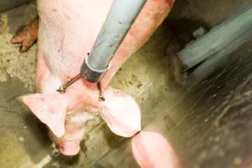 A pig being stunned with an electronarcosis gun in a slaughterhouse, highlighting the cruelty and welfare concerns of animal killing by humans.