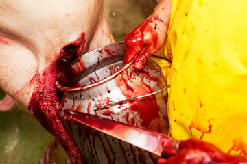 Slaughterhouse worker collects pork blood for red meat industry specialties.