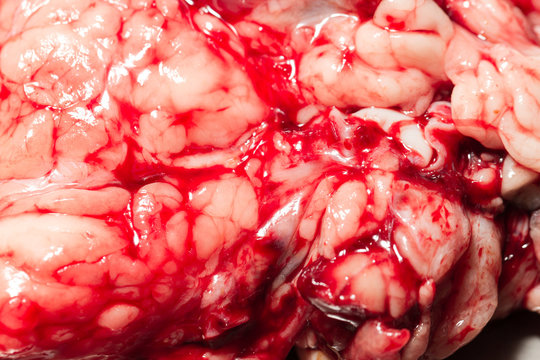 A detailed macro view of bloody bovine organ tissue with visible folds and blood vessels and red fluid in a slaughterhouse, an editorial anatomical close-up of raw offal in dominant red and pink hues.