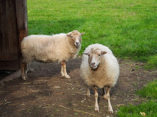 Haussschafe auf der Weide