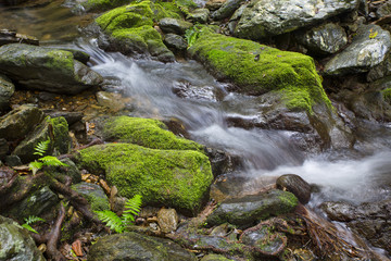 Mossy Rocks and Rainforest Stream