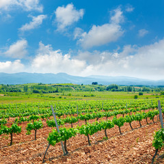 Fototapeta na wymiar vineyard in El Bierzo of Leon by Saint James Way