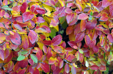 Background of bright red and yellow leaves of a bush