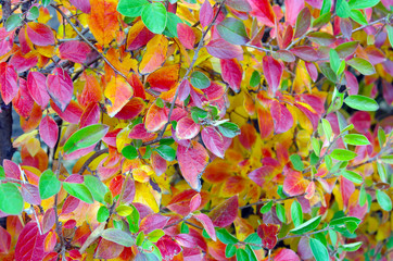 Fototapeta na wymiar Background of vivid red and green autumn leaves