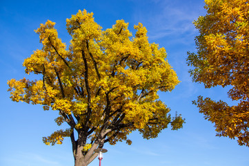 Naklejka premium colorful tree on a sunny autumn day