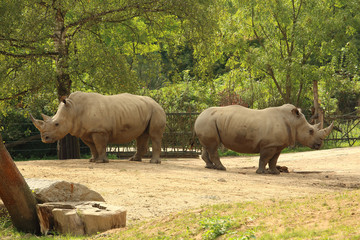 Obraz premium Pair of white rhinoceros (square-lipped rhinoceros) standing on