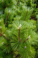 Naklejka premium pine cone andgreen tree branches