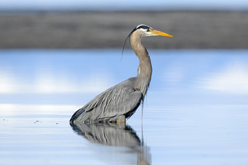 Great Blue Heron (Ardea herodias), Kye Bay, Courtenay, Vancouver Island, Canada