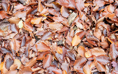 Leaves on the ground autumn for background