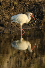 White Ibis (Eudocimus albus), Arthur R. Marshall Loxahatchee National Wildlife Reserve, Wellington, Florida, USA. 