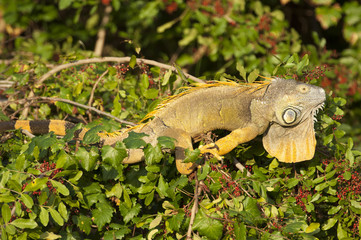 Green Iguana (Iguana iguana) in tree, Arthur C Marshall Wildlife Reserve, Loxahatchee, Florida.