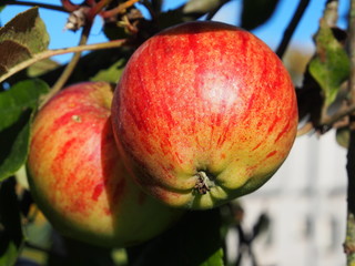 Rote Äpfel am Apfelbaum