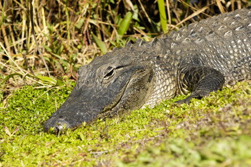 American alligator ((Alligator mississippienus) Everglades, Florida
