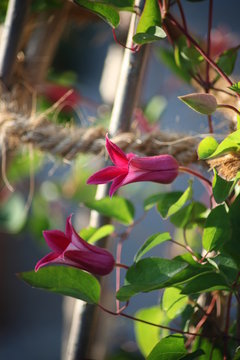 Clematis Princess Diana