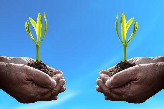 Old human hand holding plant on blue background