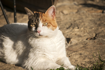 White female cat closeup on sunny day