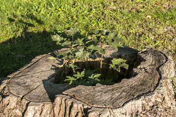 Sprouted sapling in cutted oak tree log closeup