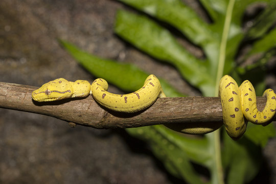 Green Tree Python - Yellow immature -03