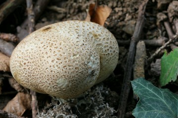 Mushroom