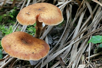 Mushrooms