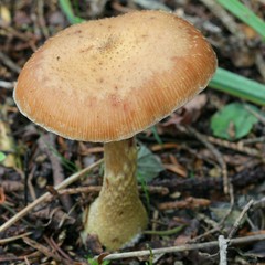 Mushroom