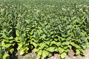 Blooming tobacco plants with leaves, flowers and buds